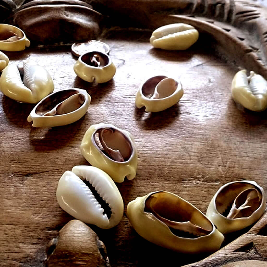 Cowrie Shell Divination